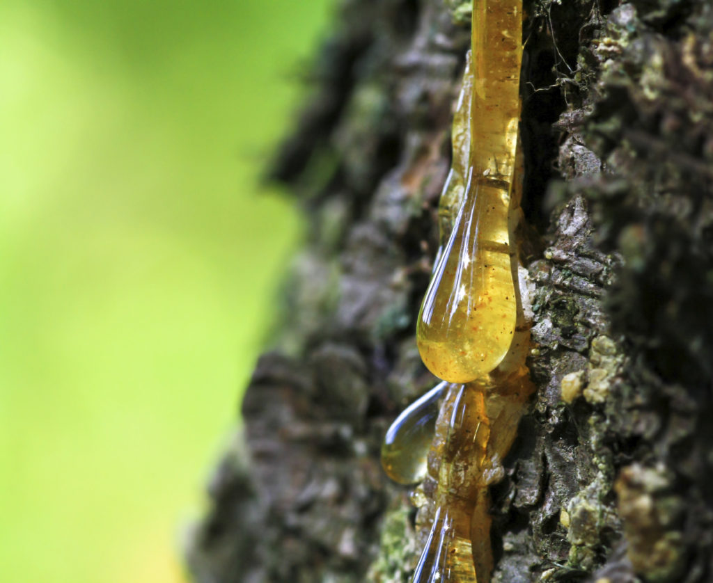 Oleo Pine Resin